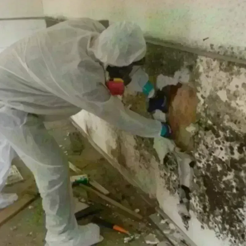 Mold Remediation and Removal in Prince George, VA